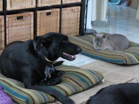 Jasmine on one dog bed, Puska on the other