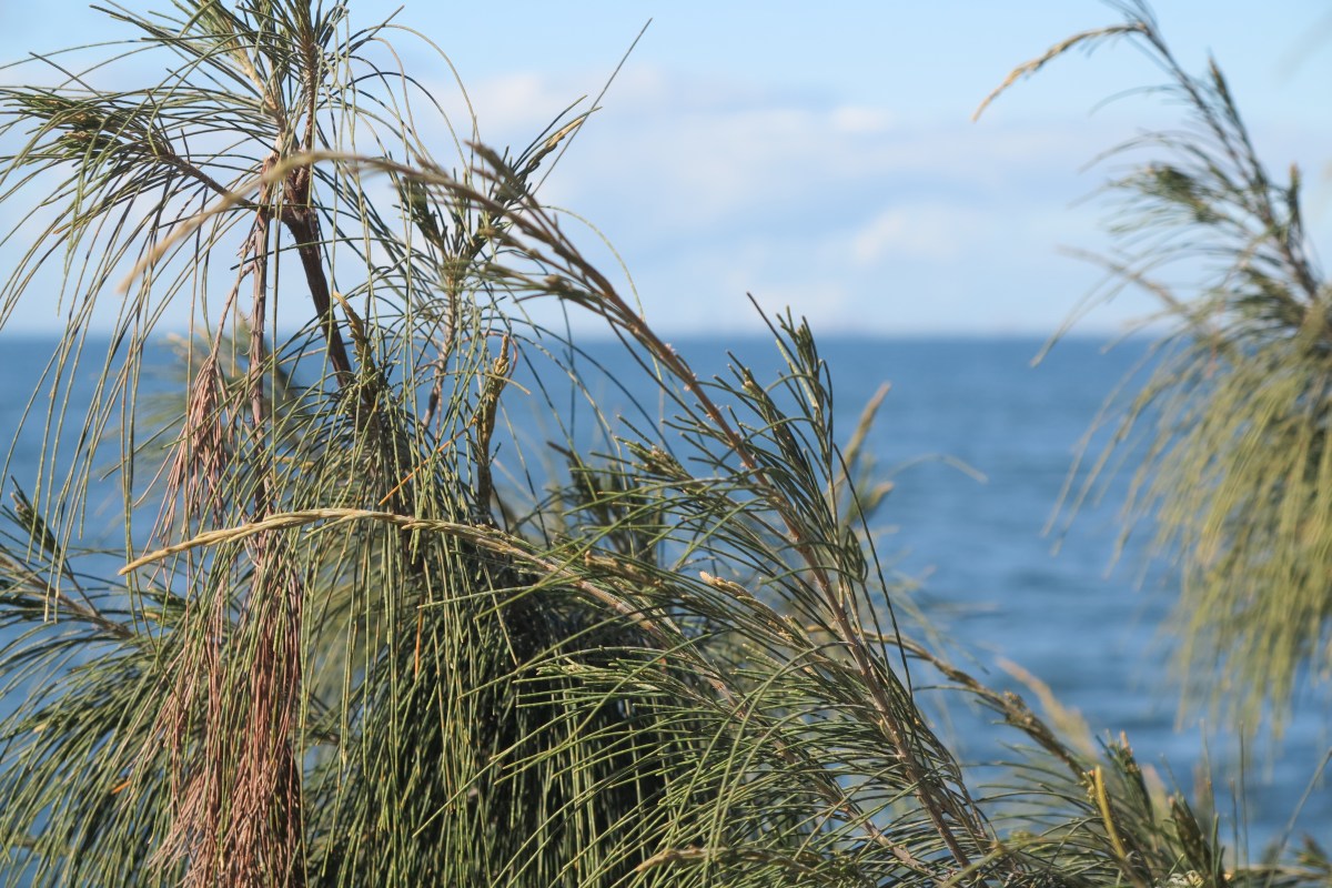 Looking out on Bramble Bay through a coastal casuarina