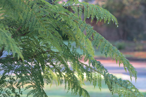 dew on jacaranda 
