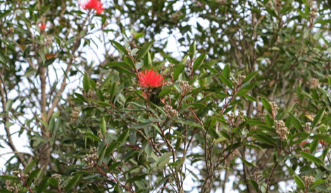 First blooms appear on a Fiji fire 