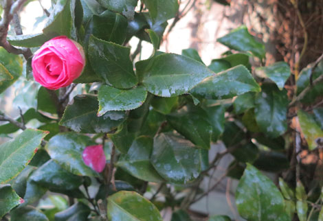 pink camellia japonica