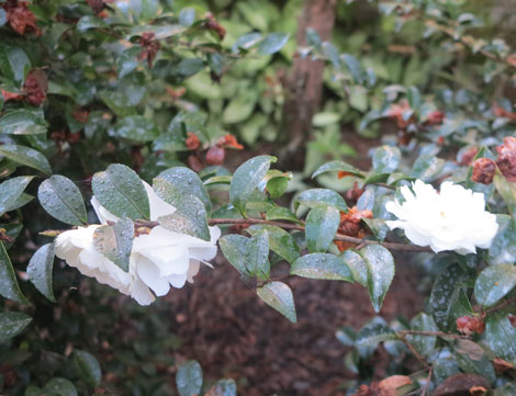 white Mine No Yuki sasanqua camellia