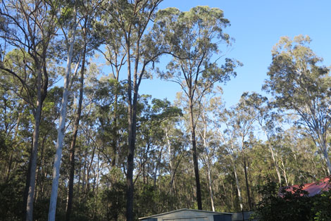 view to south over shed in back yard