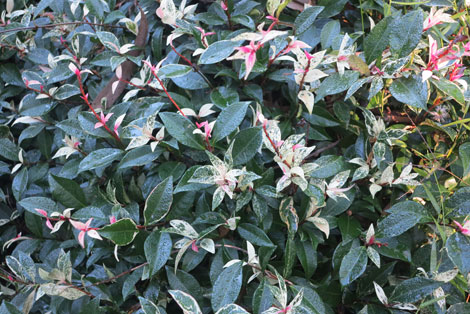 trachelospermum tricolour