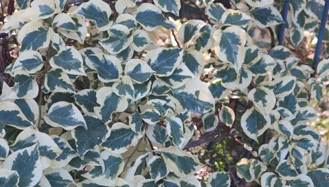 variegated bougainvillea
