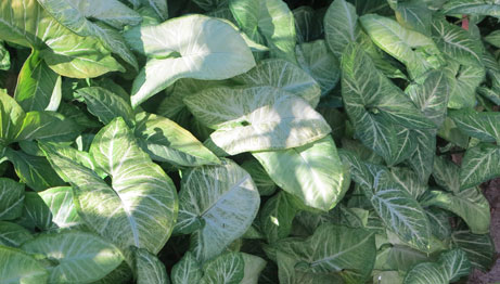 syngonium podophyllum