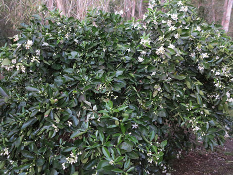 late navel orange in bloom