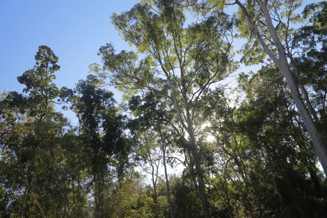 sun through eucalypts on northern side of house