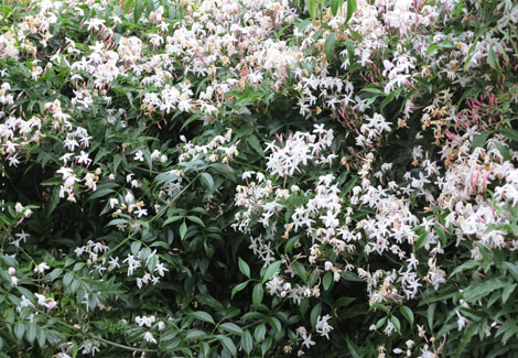 star jasmine in flower