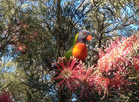 lorikeet feeding on grevillea flower