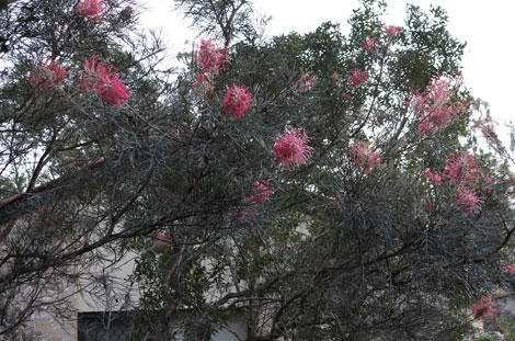 grevillea in flower