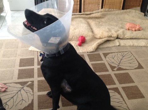 Jasmine wearing her 'cone of shame' after her accident
