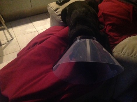 Jasmine asleep in her cone of shame