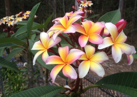 Plumeria rubra pink