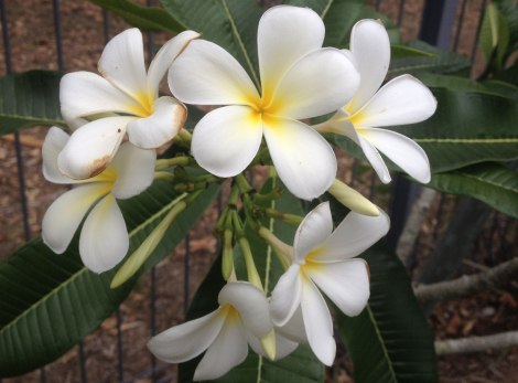 Plumeria alba