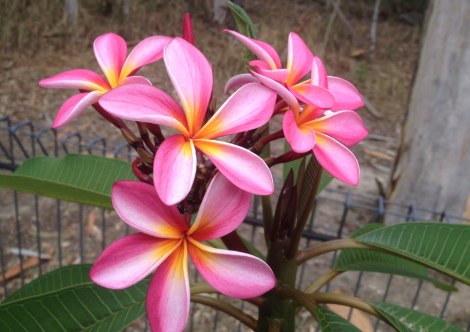 Plumeria rubra tricolor