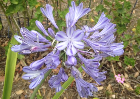 cornflour blue agapanthus