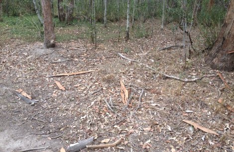 fallen leaves and bark stripped from dry trees
