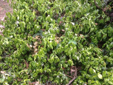 summer is hitting this trachelospermum asiaticum 'tricolor' hard