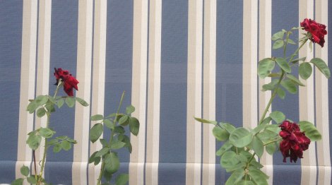 Withered blooms of Papa Meilland roses